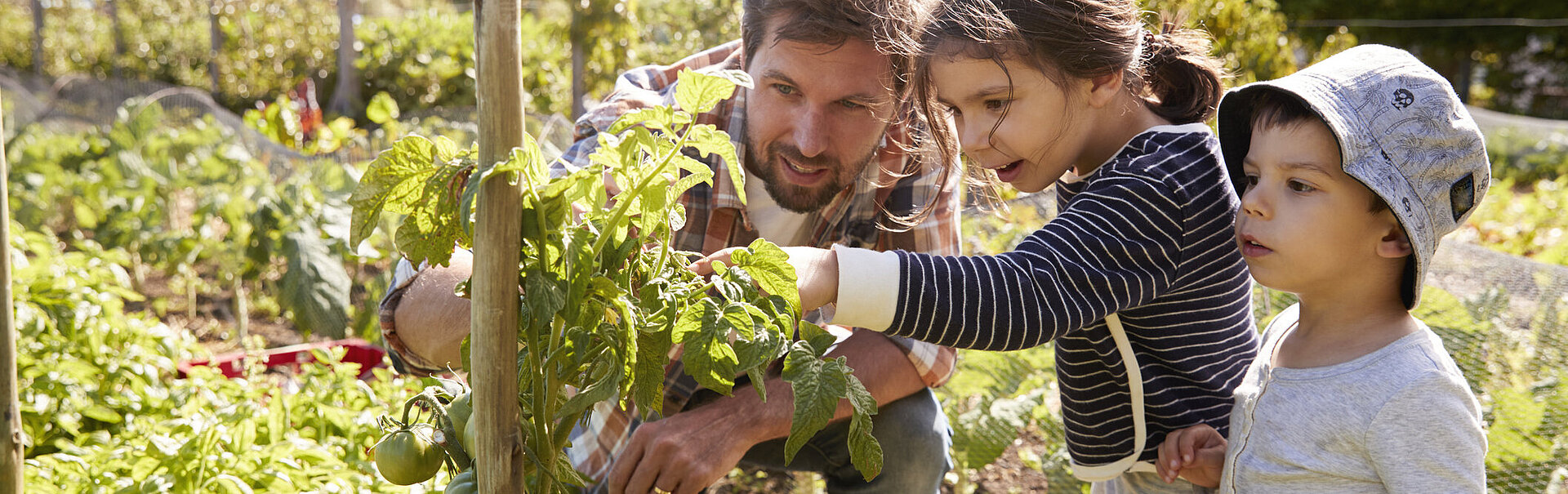 Father And Children Looking At Tomatoes Growing On Allotment